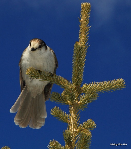 Gray jay, also called camp robber because of its insatiable curiosity about human food, perched at the top of an evergreen tree